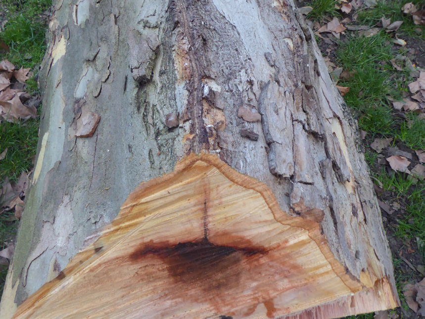 A large plane tree felled with N. parvum