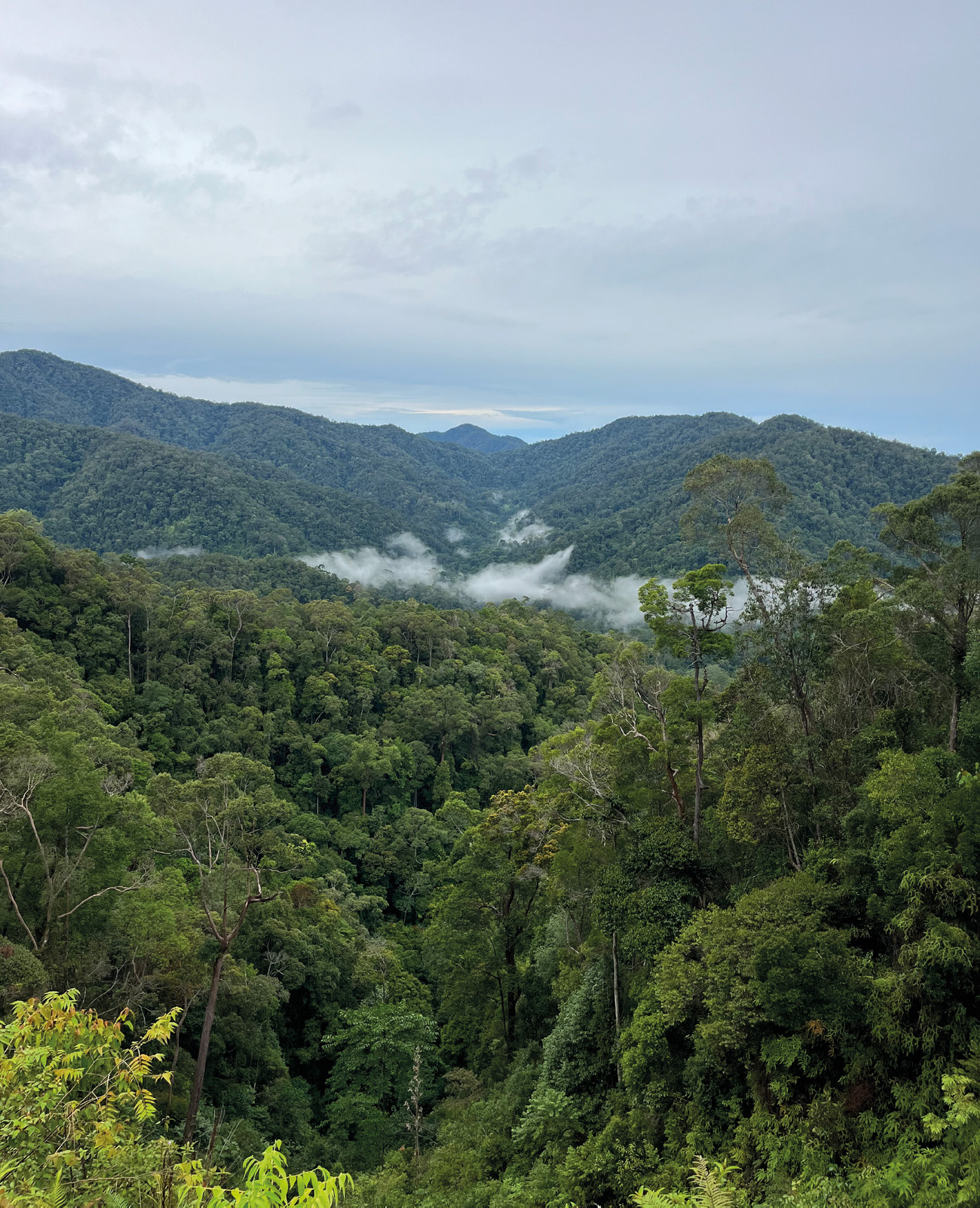 The mountains of northwest Sumatra.