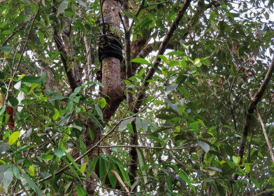 Attachment to a tree.