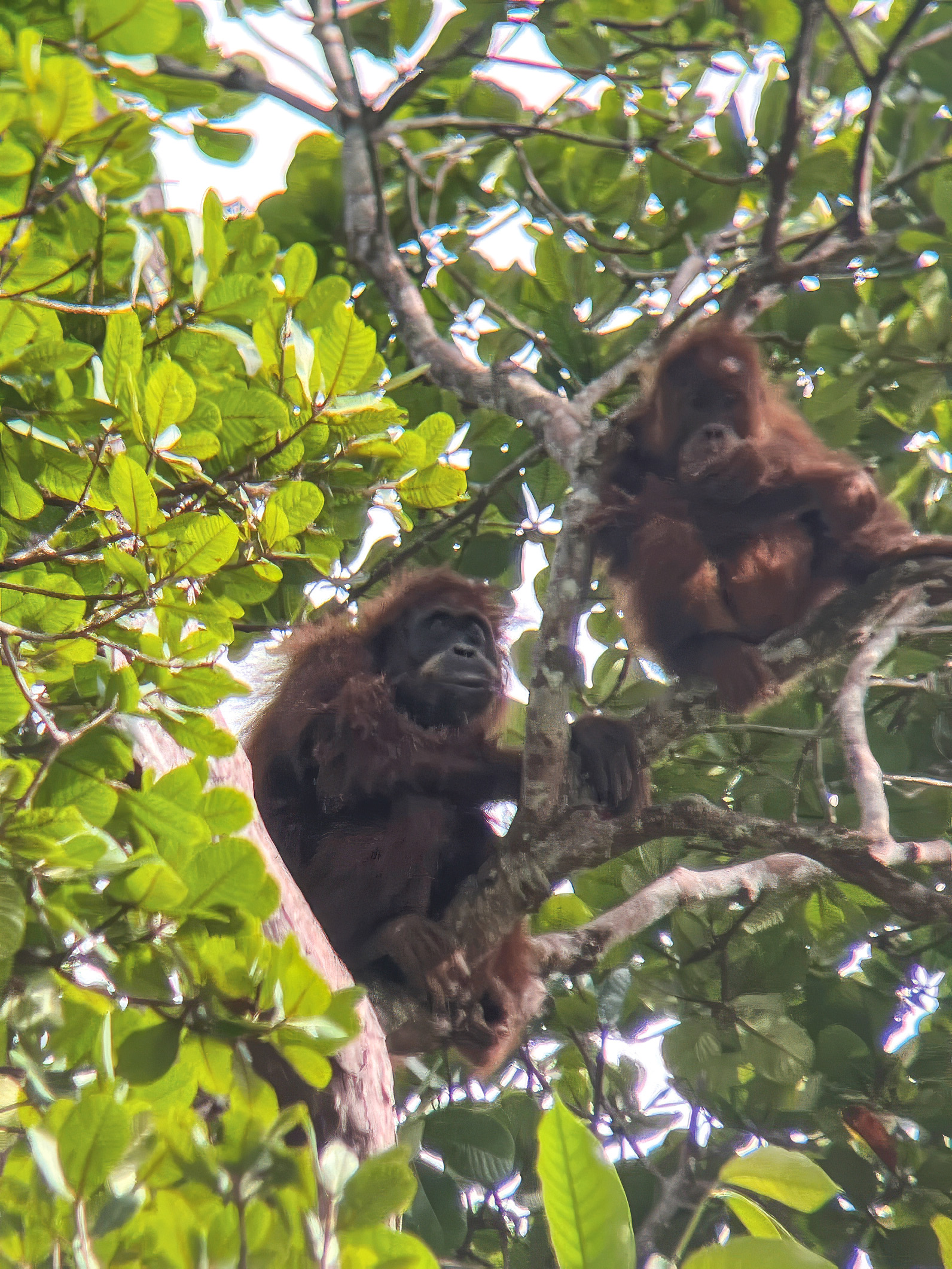 A mother and a juvenile orangutan.