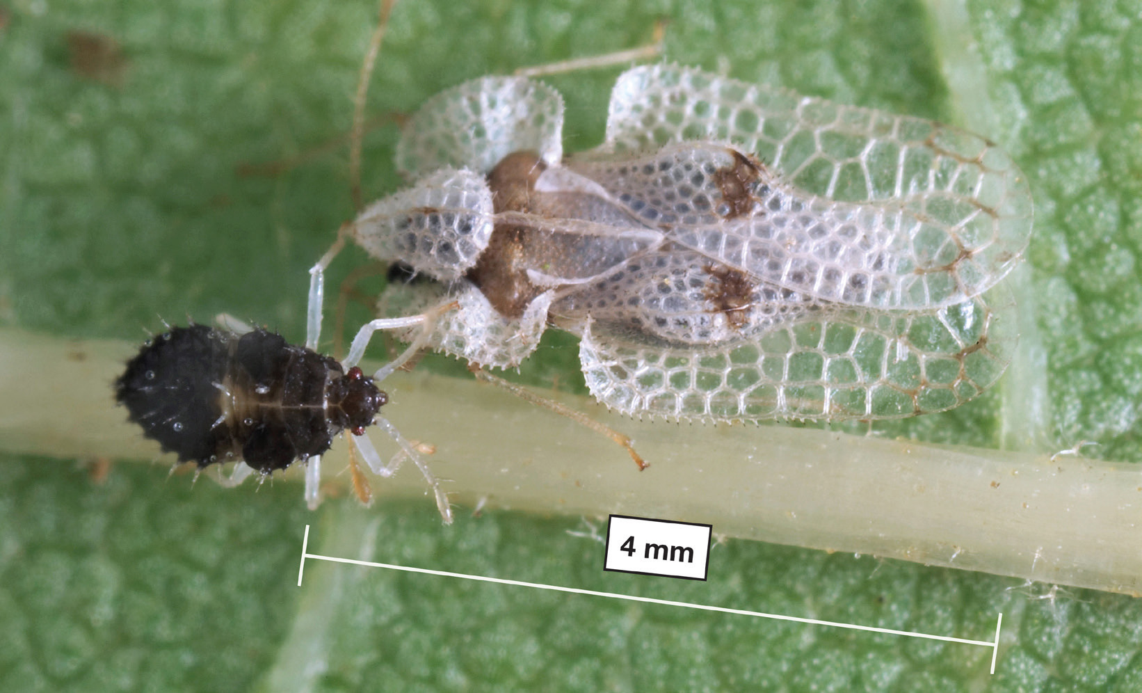 Figure 1: Nymph and adult plane lace bug. (Crown copyright/Fera Science/David Crossley)