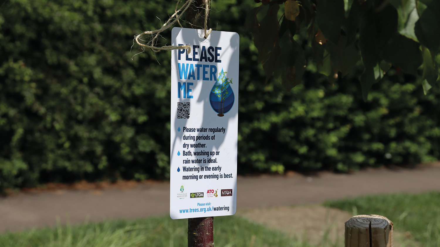 Tree Watering Campaign