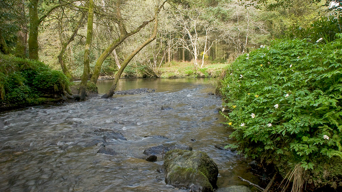 Clara Vale, County Wicklow, Ireland