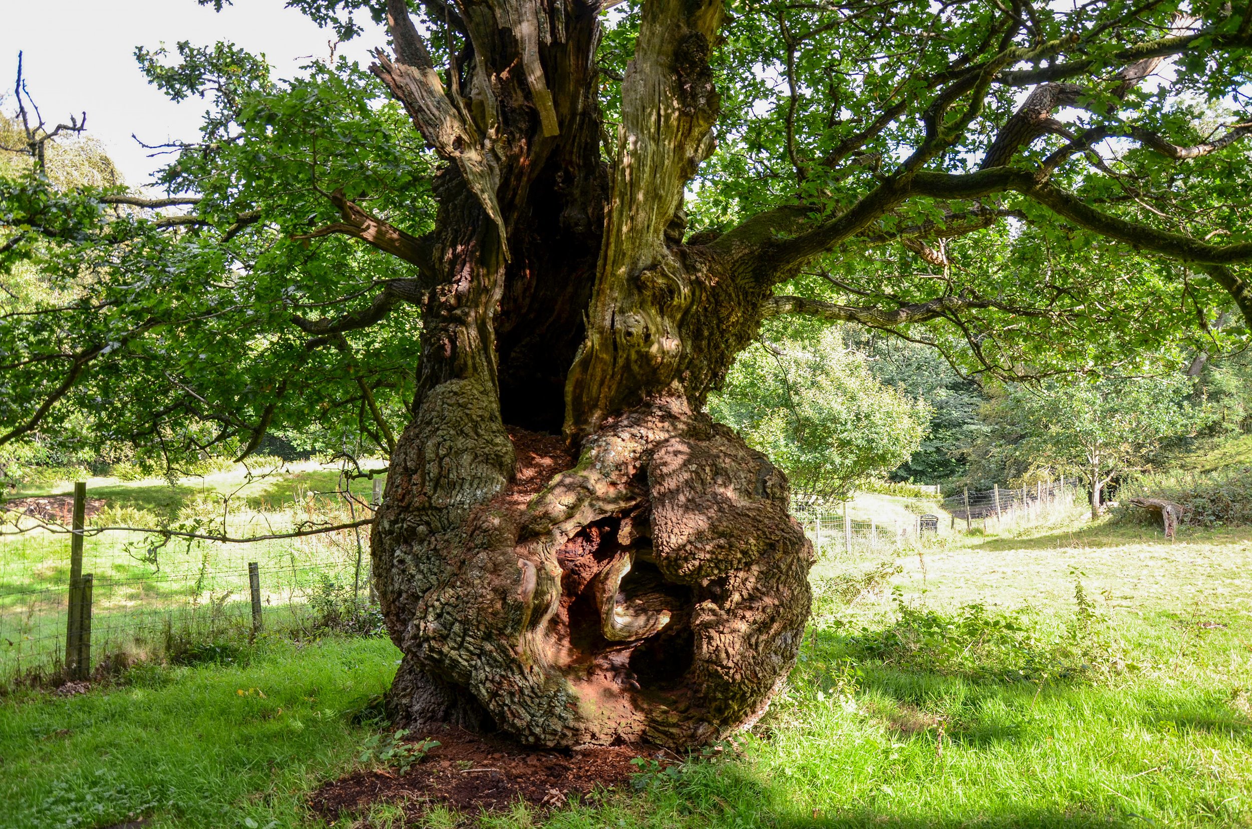 Opposite and above: Two oaks at Cadzow. (Chris Knapman)