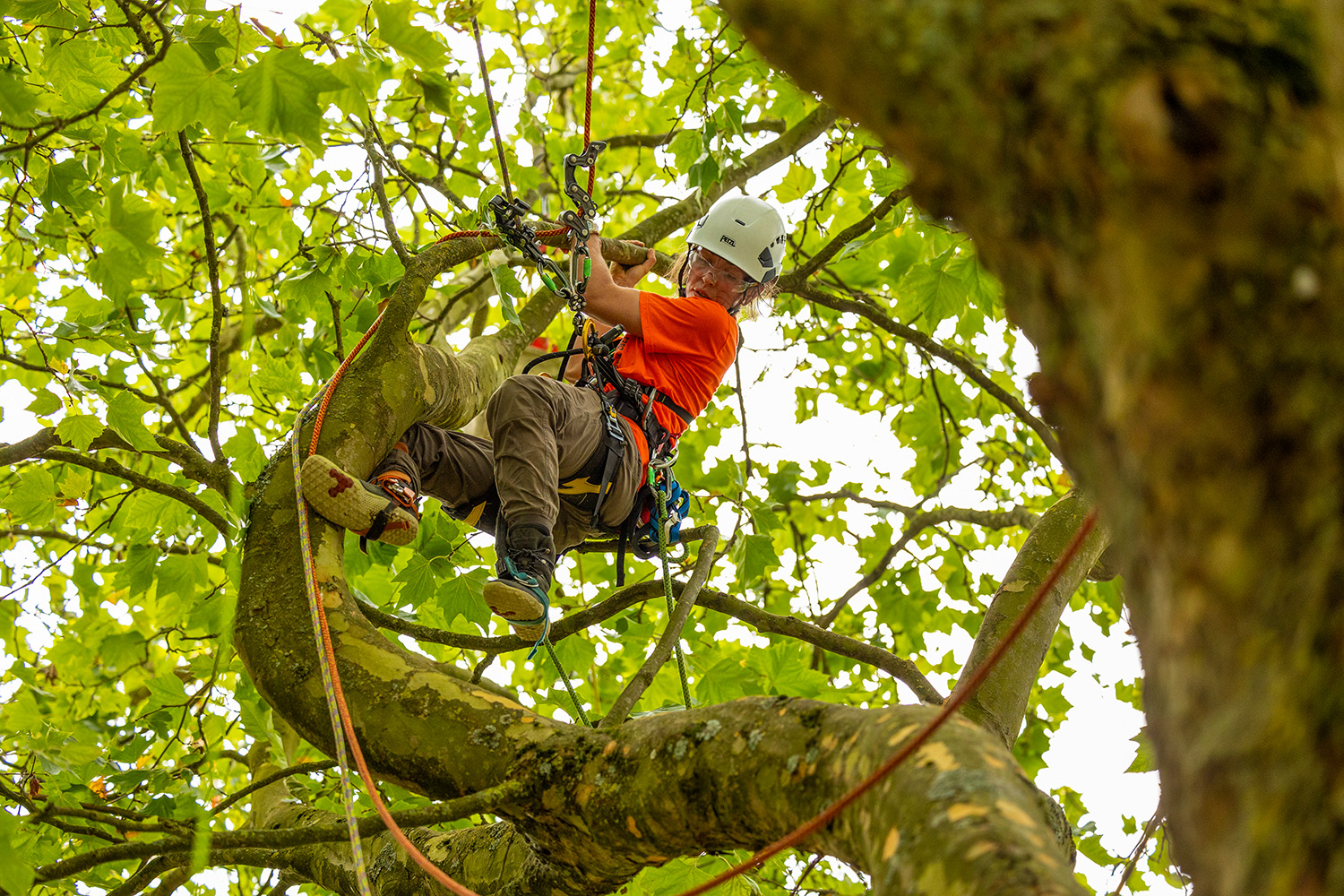 Previous UK&I TCC competitors