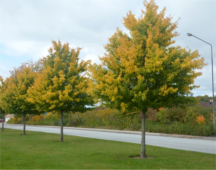 Acer campestre (Field maple)