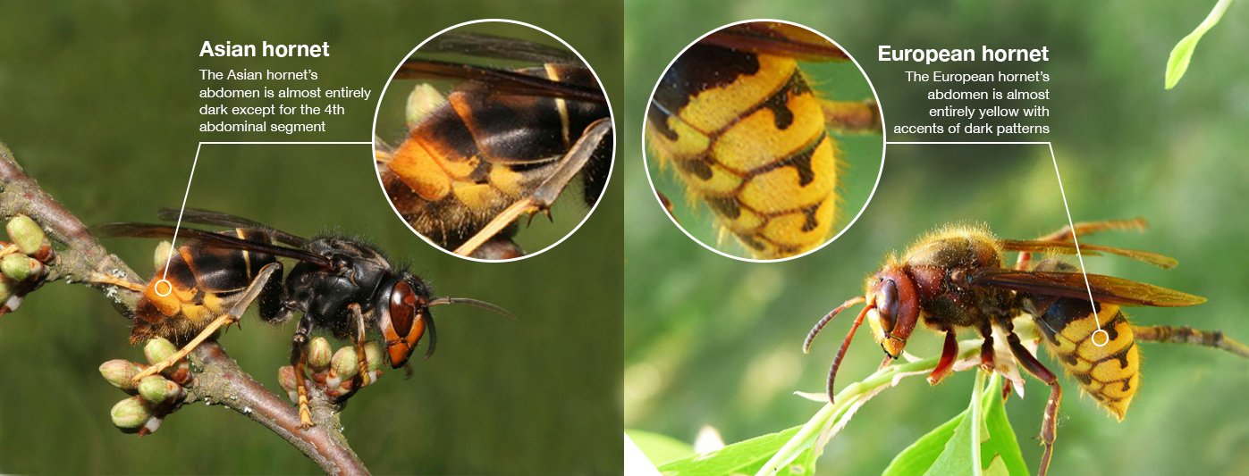 A comparison of the Asian Hornet and European Hornet