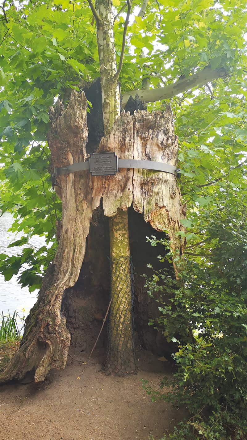 A tree inside a tree at Worlitzer Park, Oranienbaum-Wörlitz, Germany.