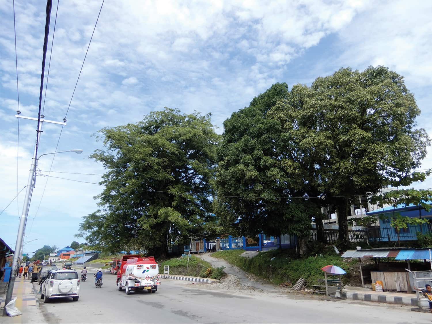 Street trees in Biak, where improved urban forestry management is seen as one way to develop the island as a destination for ecotourism.