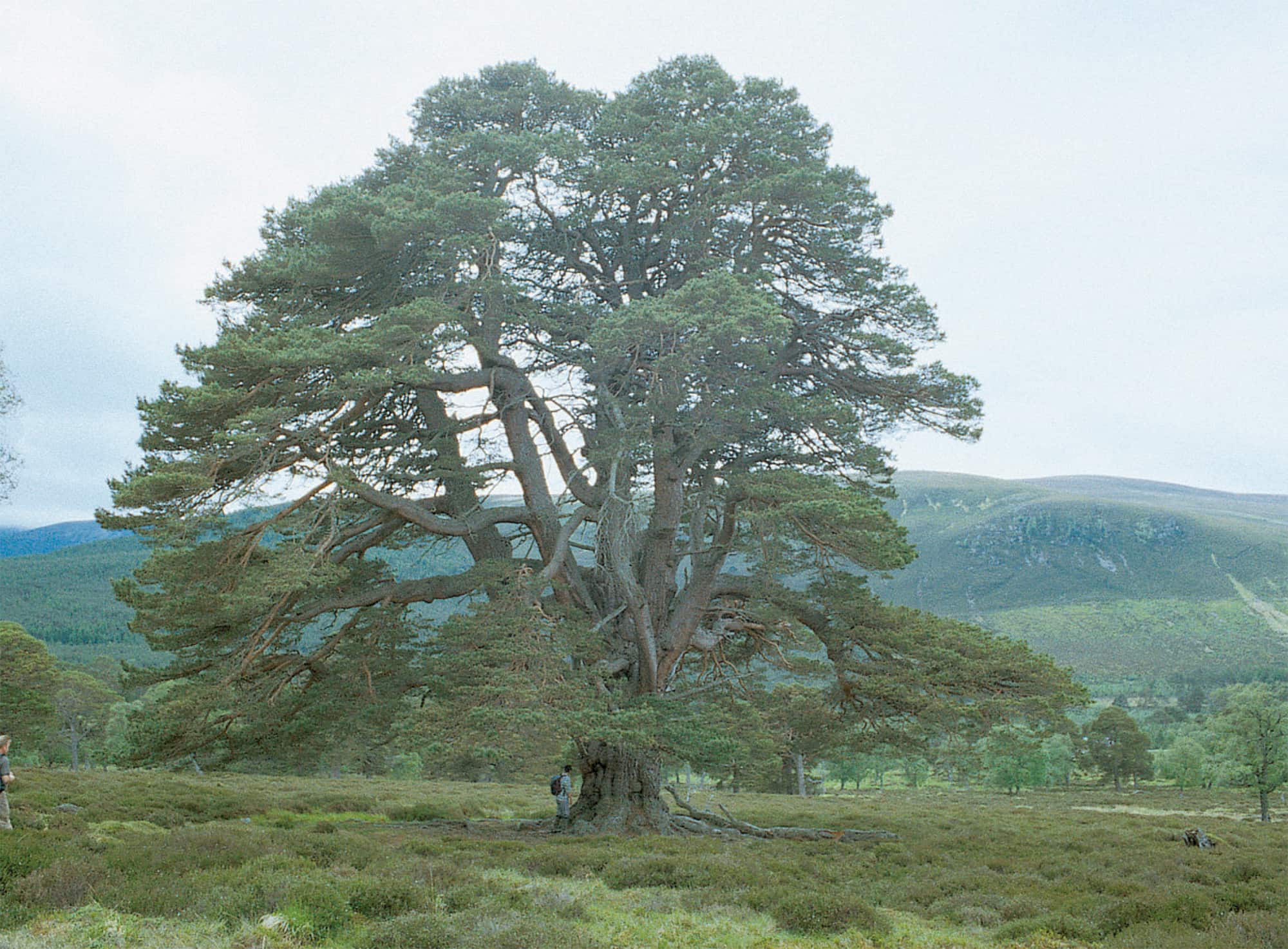 Ancient open-grown Scots pine at Mar Lodge