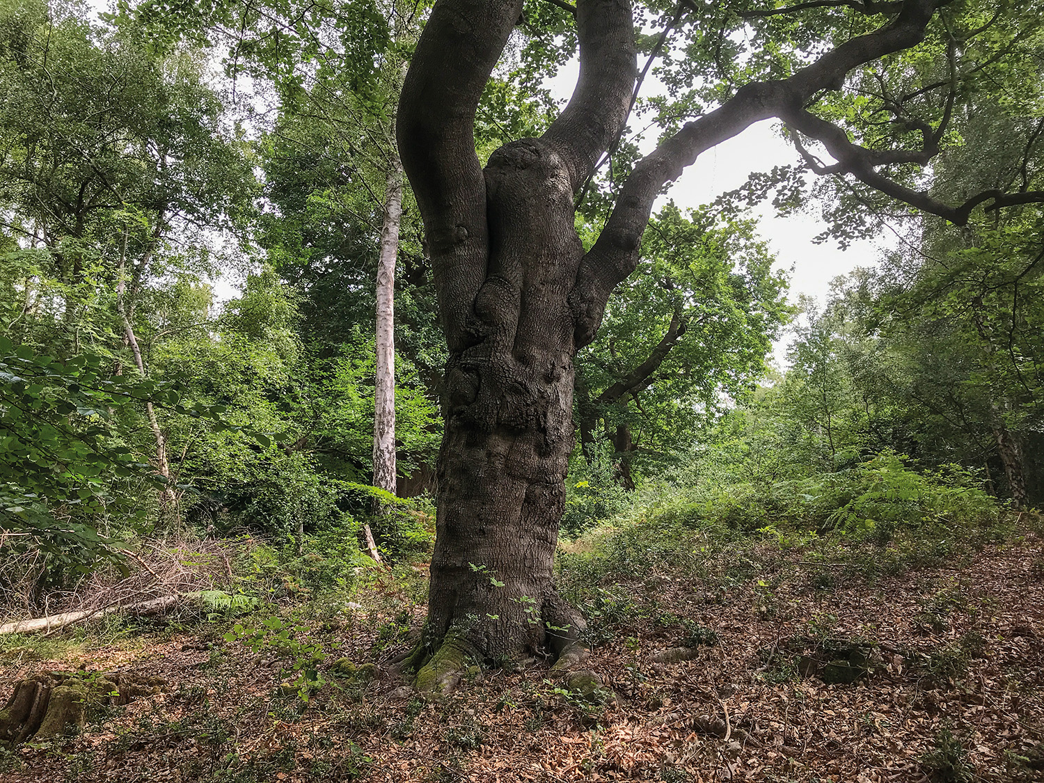 Burnham Beeches: The cleared area around the ancient beech’s stem. (Helen Read)