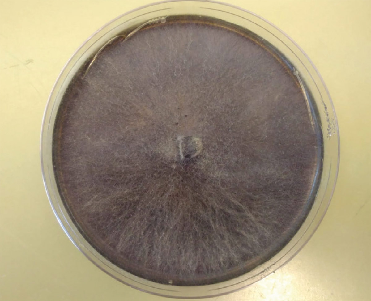 Fungal isolate grown on artificial growth medium isolated from oak canopy deadwood.