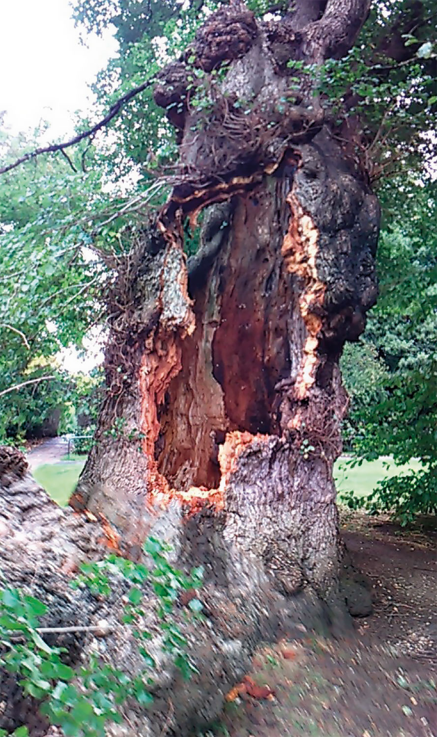 The East Tree in 2017 when it received major wind damage after a storm. This tree is now dying of Dutch elm disease.