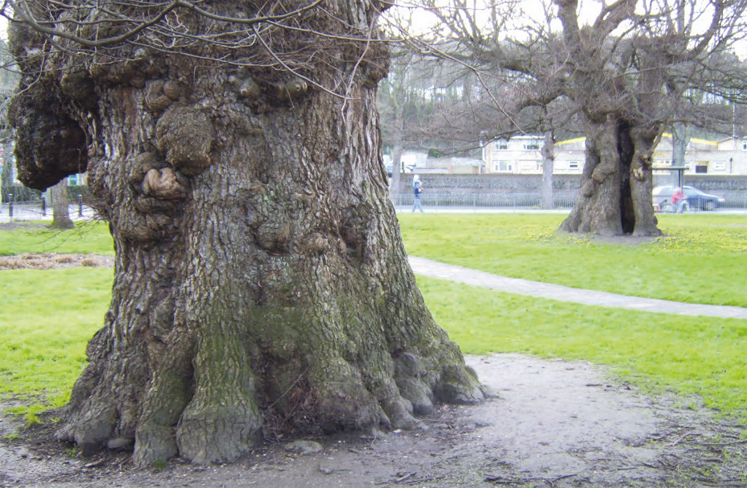 The Preston Twins in 2007. The tree on the left is the one due to be felled.