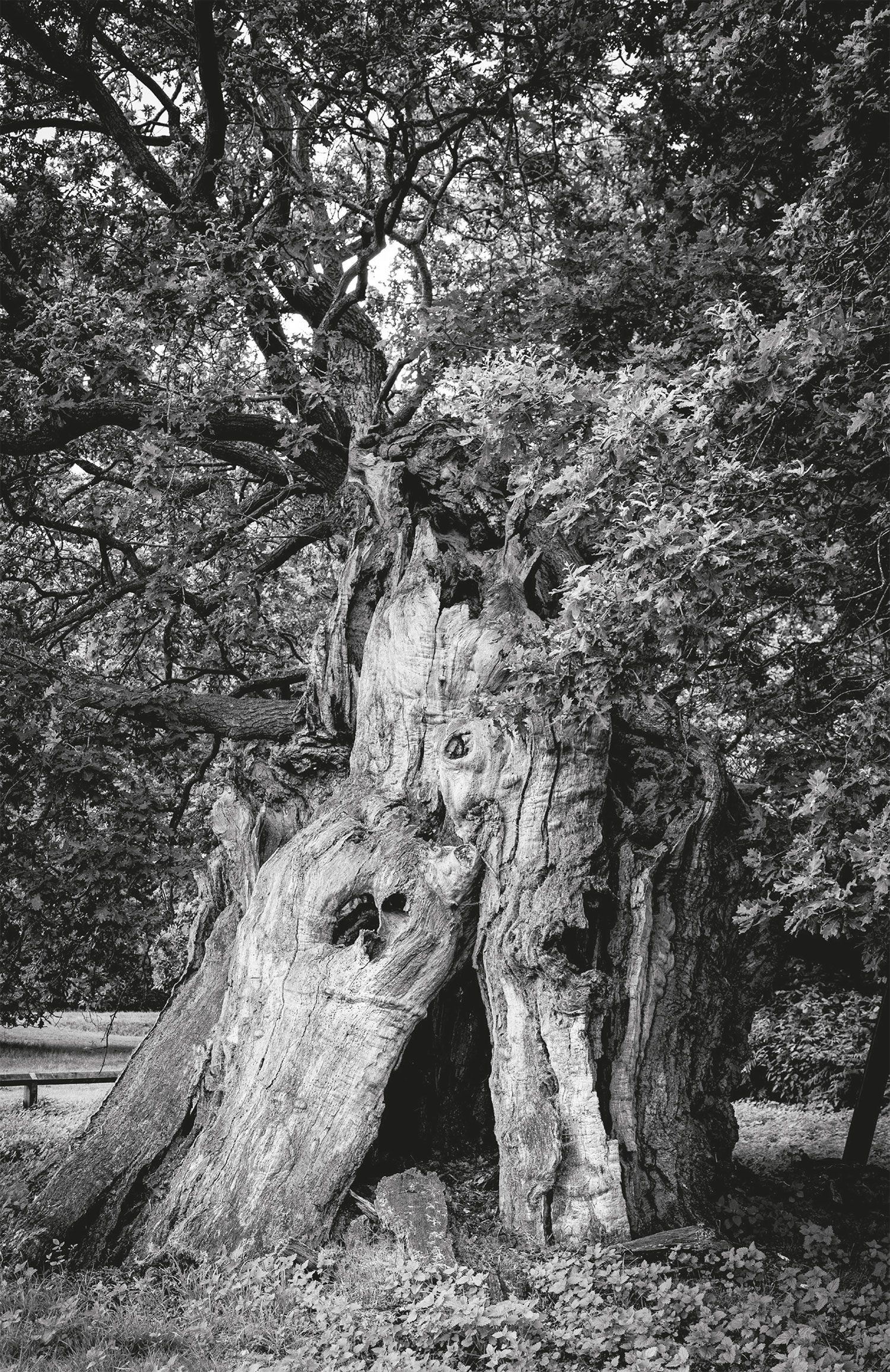 Ancient oak, Windsor.