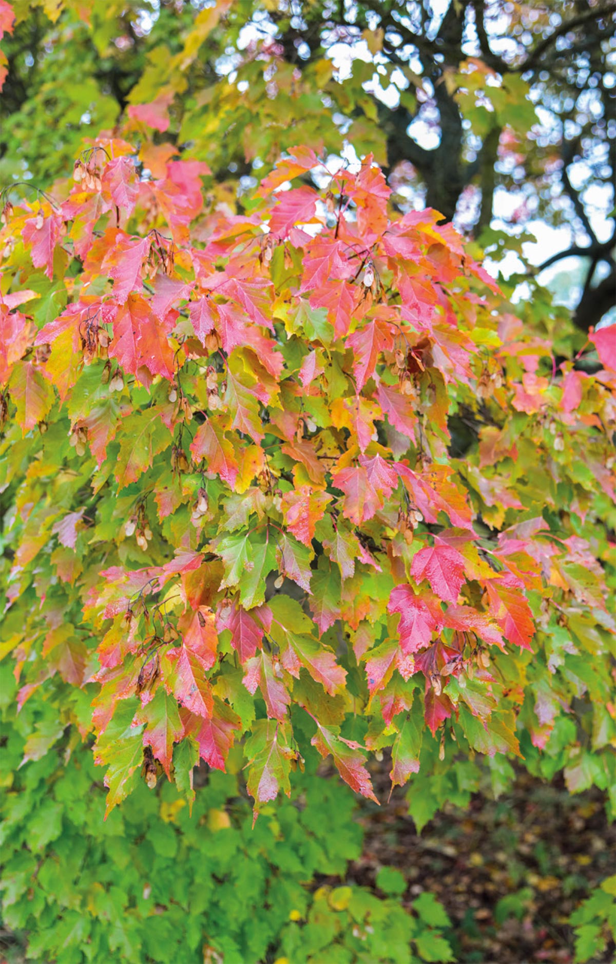 Autumn colours on Tatarian maple.