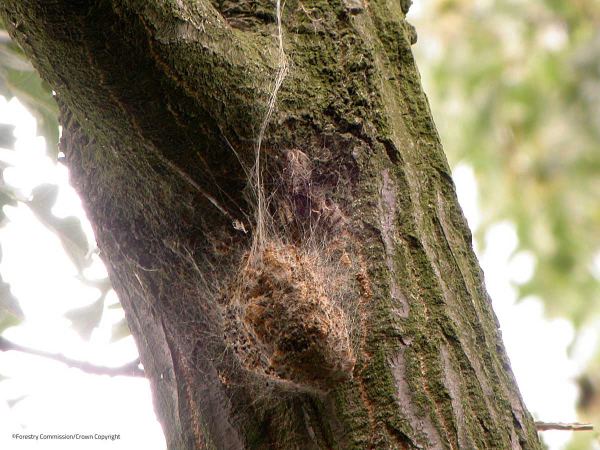 OPM nest after becoming discoloured with time. They are white when new. ©Ralph Parks/Forestry Commission.