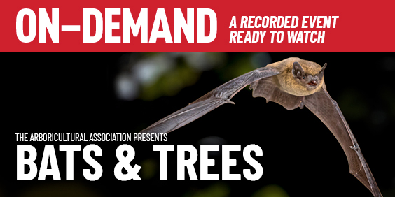 Bats & Trees On-Demand