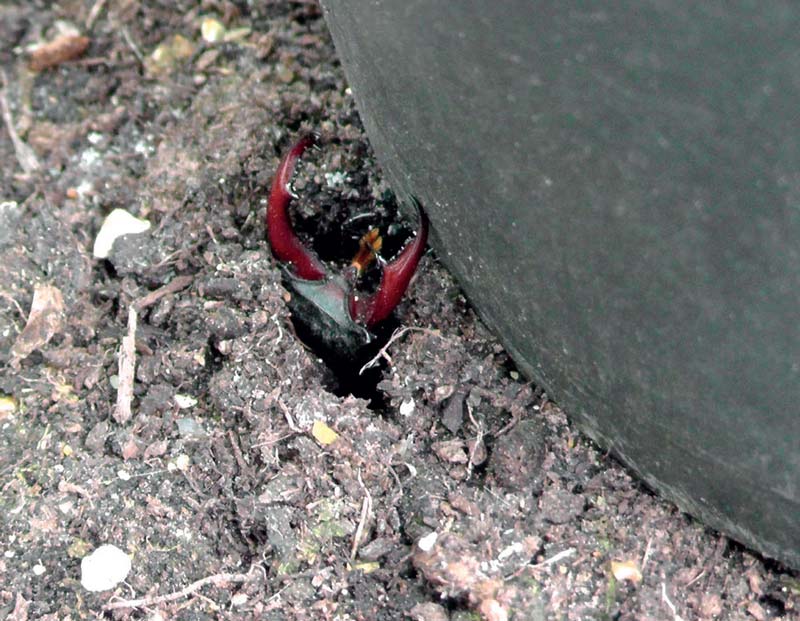 Male stag beetle emerging.