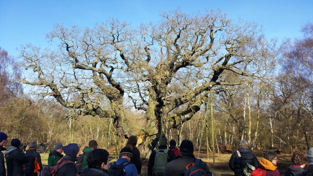 IN MERRY ENGLAND in the time of old, there lived within the green glades of Sherwood Forest, near Nottingham Town, a famous tree whose name was Major Oak.