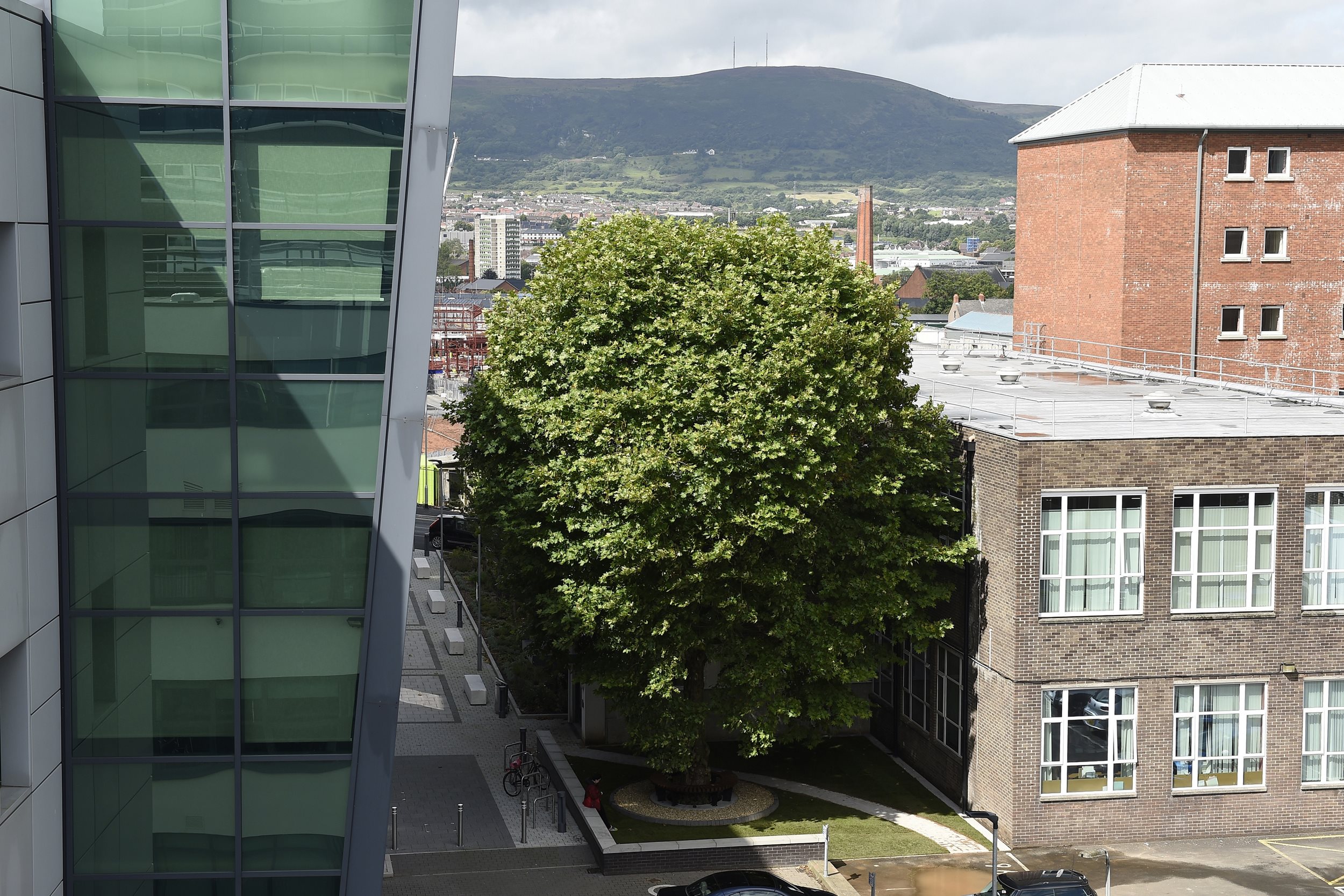 The Erskine House Tree, between Belfast City Hospital and Queen’s University Belfast, was crowned Tree of the Year 2017.