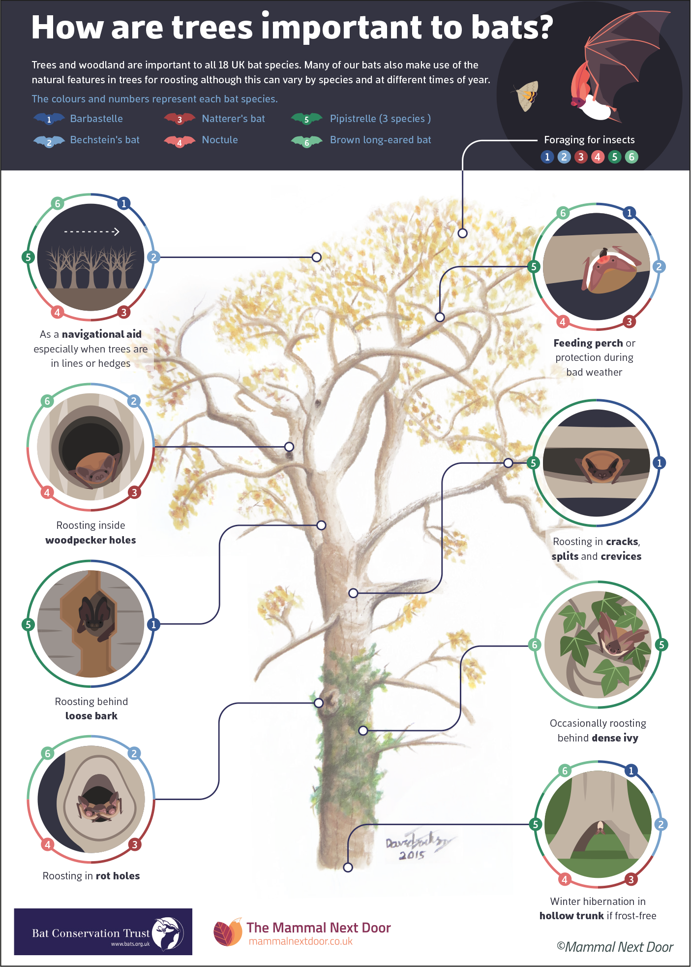 How are trees important to Bats