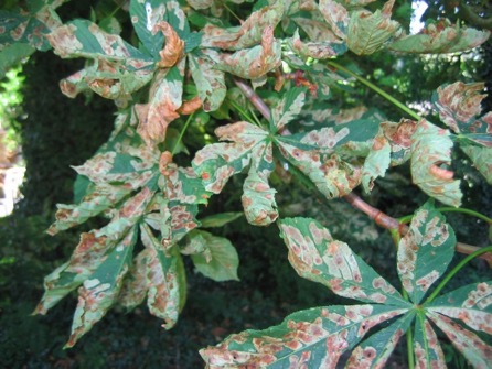 Image 1. Symptoms of horse chestnut leaf miner