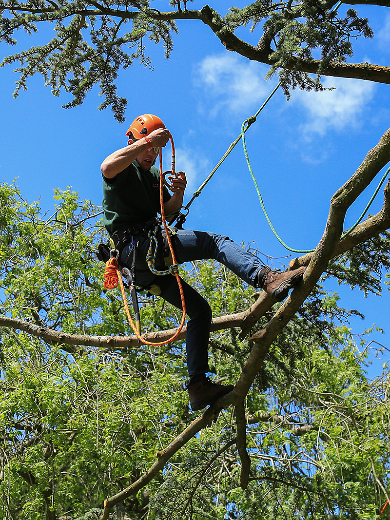 ARB Approved Contractor climbing tree
