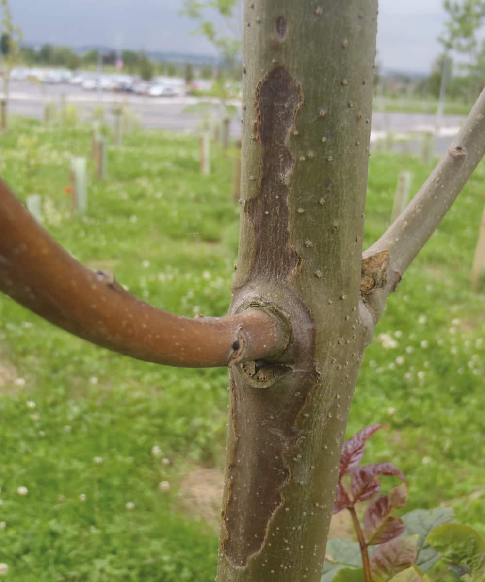 Ash dieback – lesion on 4 year old ash. ©Forestry Commission