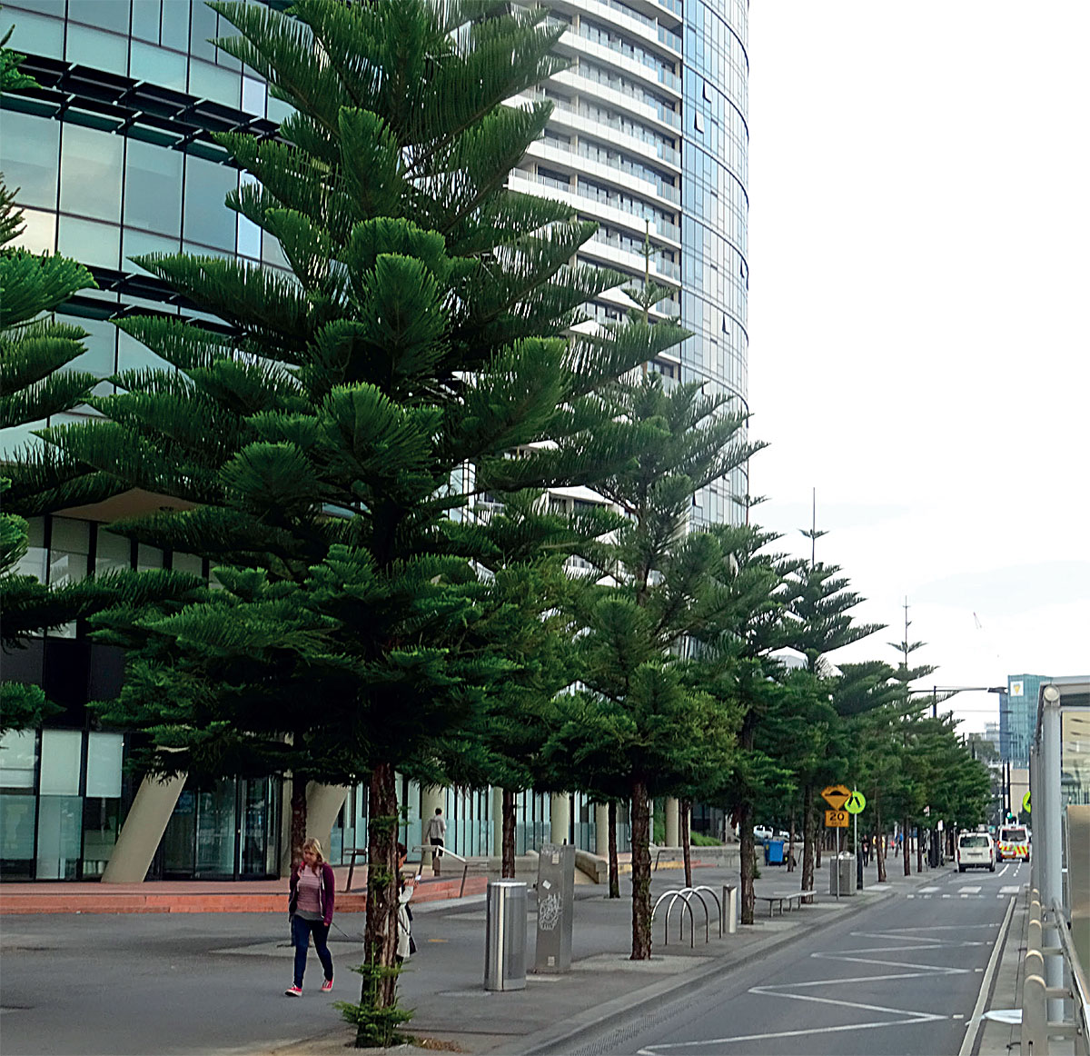 An avenue planting of Norfolk Island pine in the docklands area of Melbourne, one of the least tree covered areas of the city