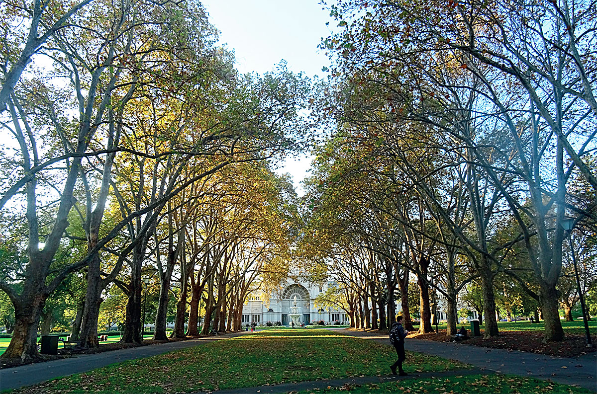 Avenue of London plane planted in Carlton Gardens, Melbourne, in the late 1800s
