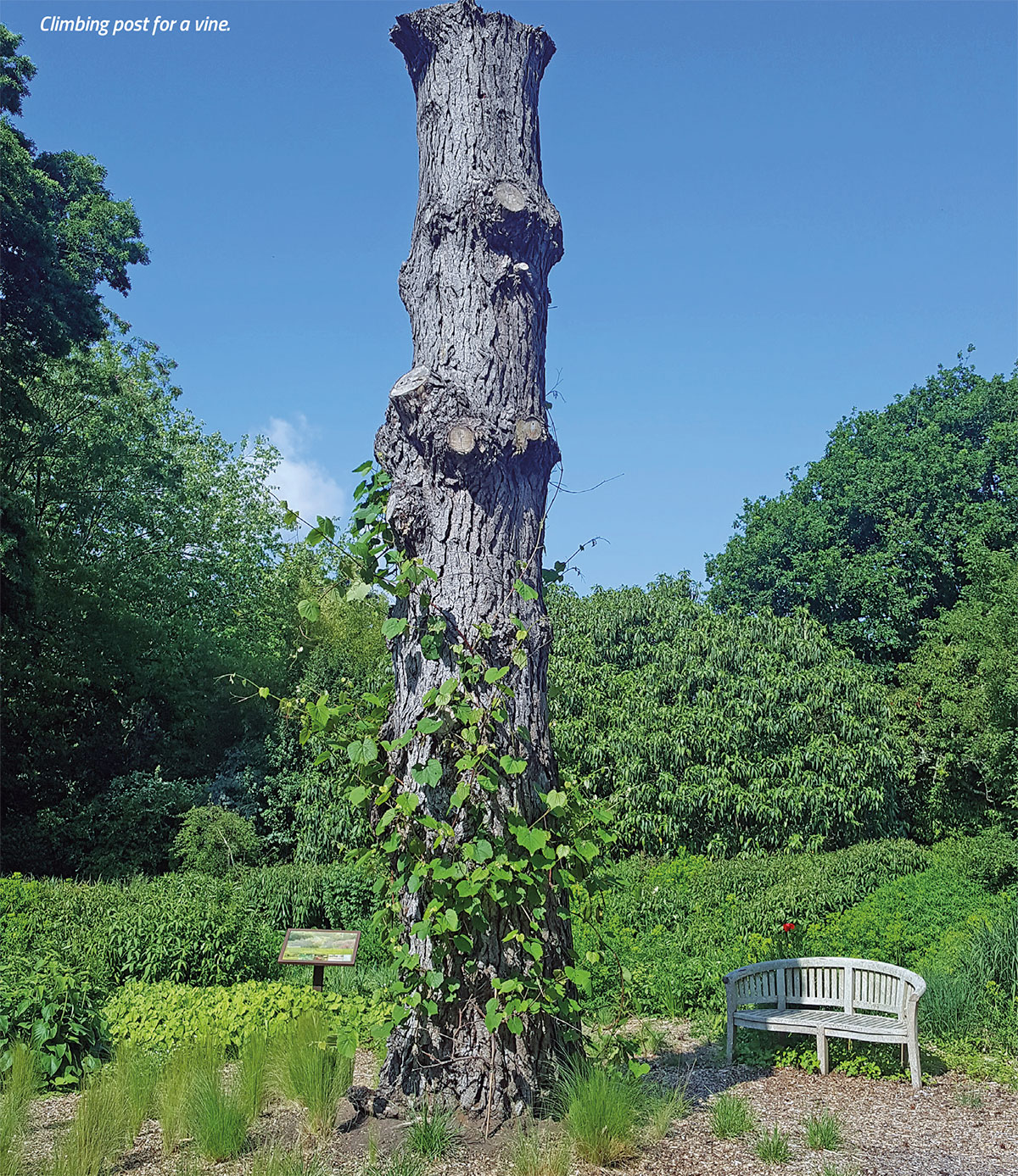 Climbing post for a vine